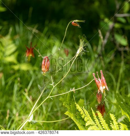 Eastern Red Columbine, Wild Columbine - Aquilegia Canadensis, Wildflower Growiwng Wild In A Minnesot