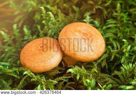 Two Saffron Milk Mushrooms In Moss. Lactarius Deliciosus Mushroom Closeup. Forest Mushroom. Selectiv