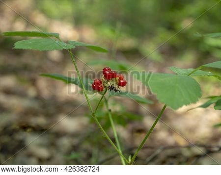 Bush Stone Berry With Red Berries. A Branch With A Bunch Of Ripe Berries Close-up. Rúbus Saxátilis.