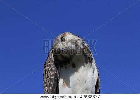 Augur Bussard