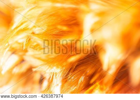 ฺabstract Feather Fluffy Brown Nature Blur Background. Tenderness, Fragile, Gently, Gentle, Clean, S