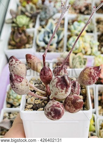 Adromischus Cristatus Indian Clubs On Succulent Background
