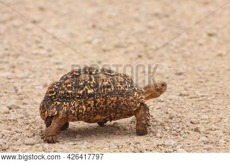 The Leopard Tortoise (geochelone Pardalis) Walking Across The Sand Road In Kalahari Desrt.