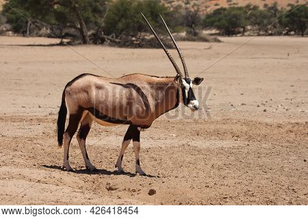 The Gemsbok Or Gemsbuck (oryx Gazella) Walking On The Red Sand Dune With Red Sand And Dry Grass Arou