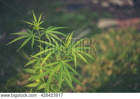 Green Marijuana Tree Cannabis Plant Narcotic Herbal In Greenhouse. Hemp Leaf Made Cannabis Crude Oil