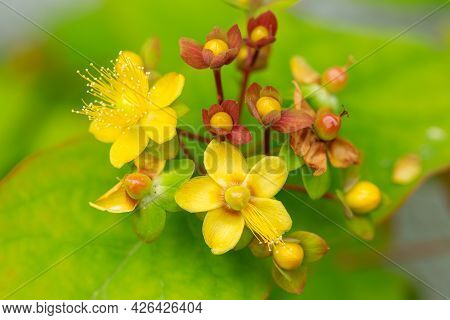 Hypericum Androsaemum Or Tutsan, Shrubby St. John's Wort , Or Sweet-amber Flowers In Summer Garden.