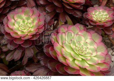 Full Frame Close Up Of Red And Green Coloured Aeonium Succulent Foliage