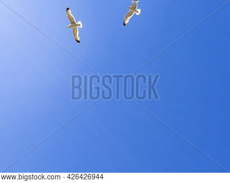 Pair Of Seagulls Flies Against The Background Of A Cloudless Blue Sky. Flat Lay