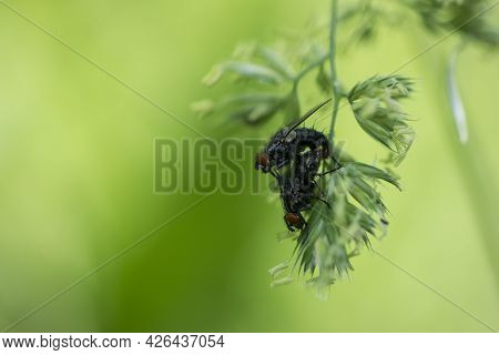 Pair Of Cluster Flies On The Blade Of Grass. Two Flies Mating, A Pair Of Flies, Isolated On Green Ba