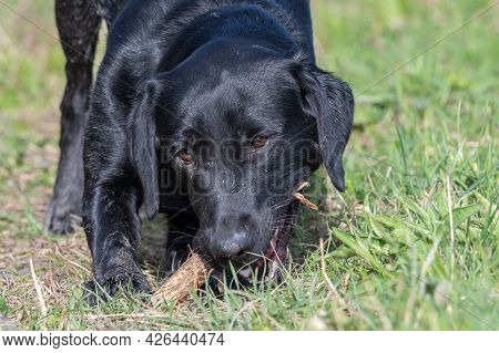 Portrait Of A Black Labrador Puppy Playing With A Stick
