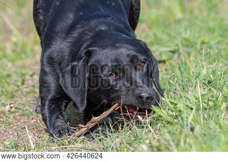 Portrait Of A Black Labrador Puppy Playing With A Stick