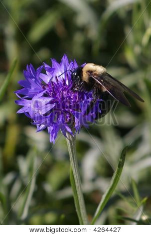 Bumble Bee