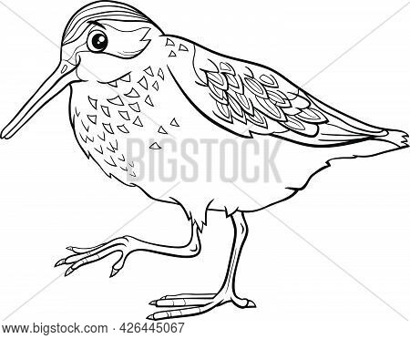 Black And White Cartoon Illustration Of Funny Western Sandpiper Bird Comic Animal Character Coloring