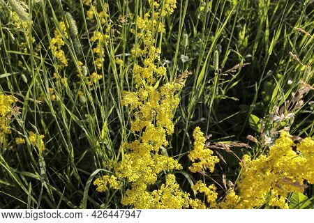 Flowering Meadow, Galium Verum, Lady's Bedstraw Or Yellow Bedstraw. Galum Verum Is A Herbaceous Pere