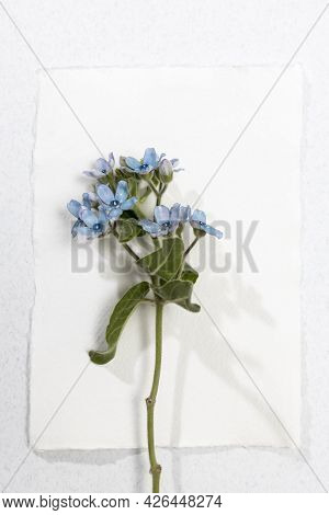 Flower Hackelia Velutina Isolated On White Background. Frame. Mockup
