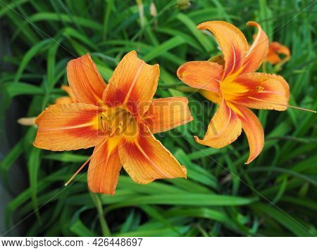 Hemerocallis Lilenik Is A Genus Of Plants Of The Lilaynikov Family Asphodelaceae. Beautiful Orange L