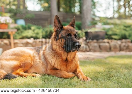 Portrait Of A German Shepherd Dog In A Garden. Purebred Dog Lying On The Grass In The Yard In Summer