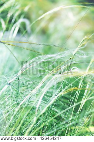 Nature Background With Wildgrass Under Sunlight. Selective And Soft Focus. Plant Background. Close U
