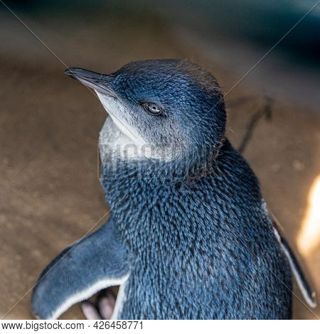 Melbourne, Victoria / Australia - 11/01/2019 The Penguin Colony Is At The St. Kilda Pier, Down The F