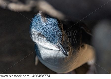 Melbourne, Victoria / Australia - 11/01/2019 The Penguin Colony Is At The St. Kilda Pier, Down The F