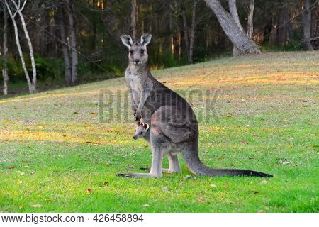 A Kangaroo With Her Joey On Grass