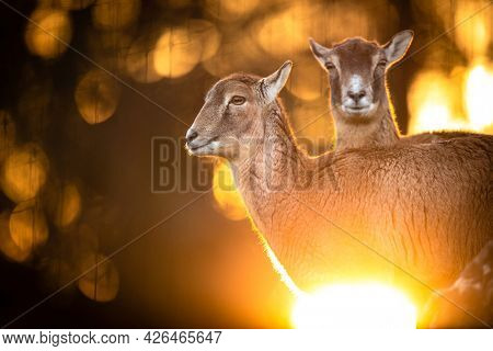 Big Mufflon Females, standing in their habitatm european forest