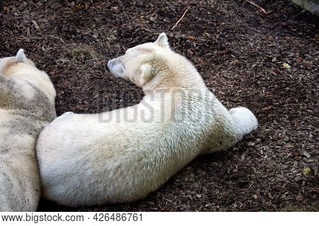 A Polar Bear Playing And Lying On The Ground.