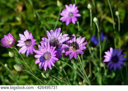 Purple Flower Of Annual Everlasting Or Immortelle, Xeranthemum Annuum, Macro, Selective Focus