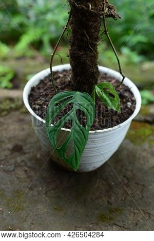 Monstera Adansonii Are Plants That Are Currently Popular In Indonesia As Janda Bolong, Rondo Bolong