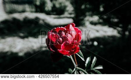 Red Flower. On A Black And White Background.