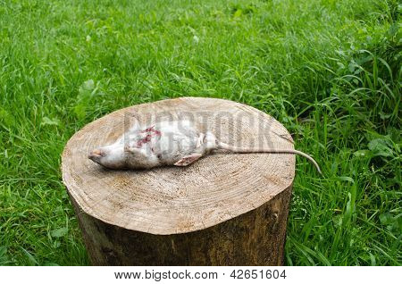 Rata muerta sangrienta herida diente mentira árbol tocón hierba