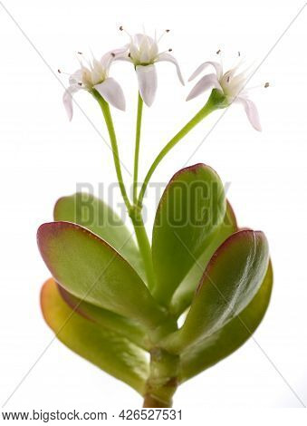 Crassula Portulacea Branch With Flowers Isolated On White Background
