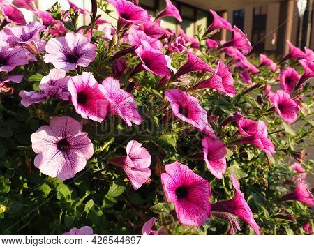 Pink And Purple Petunias On The Flowerbed. Lush Flowering Of Summer Flowers. Petunia Or Petunia Is A
