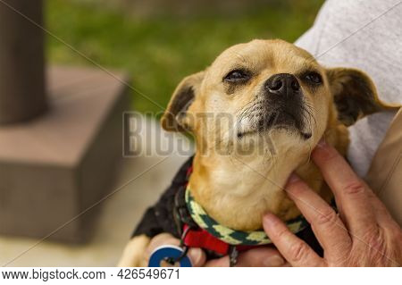 Older Mixed Chihuahua Terrier Dog In The Arms Of A Trainer And Caretaker At A Dog Resue Facility
