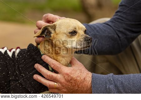 Older Mixed Chihuahua Terrier Dog In The Arms Of A Trainer And Caretaker At A Dog Resue Facility