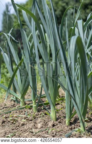 Organic Leeks (allium Ampeloprasum) Growing In The Garden. The Broadleaf Wild Leeks In A Soil.