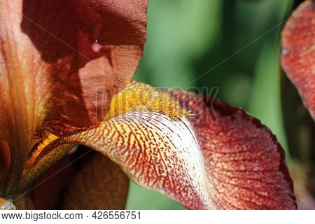Brown Bearded Iris, Iris Germanica Variety Kent Pride, Flower Close Up Showing The Orange Beard With