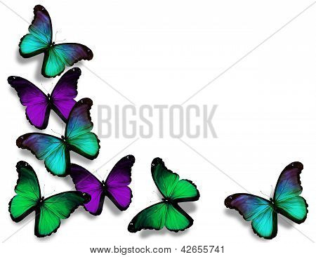 WEINIG blau grÃ¼n Morpho Schmetterlinge, isoliert auf weiÃŸem Hintergrund