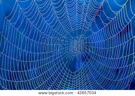 Ragnatela con gocce d'acqua