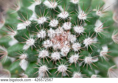 Closeup Of Succulent Plant, Mammillaria Schiedeana Cactus With Thick Spider Spines In Pot.