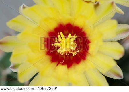 A Cactus And Yellow Flower In A Pot With Nature Bokeh Background. Echinofossulocactus Phyllacanthus 
