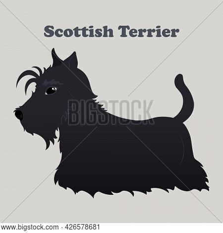Scottish Terrier. Print With Dog With Background.