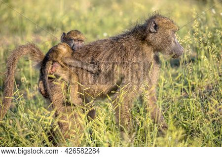 Chacma Baboon (papio Ursinus) Mother With Young Child Sitting On Back In Kruger National Park South 