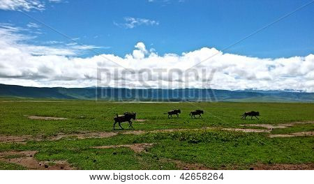 Gnus ンゴロンゴロで