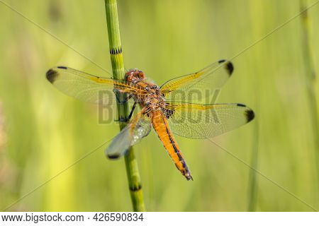 Scarce Chaser (libellula Fulva) Dragonfly. Male Resting On Grass Stem On Bright Green Background