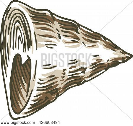 Conus Seashell. Isolated On White Background. Vector Illustration