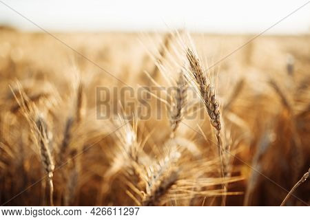 A Close-up Shot Of Golden Ripe Wheat Spikelets Against A Sunset Background. Sunny Day.