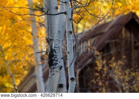 Unidentified Wooden Cabin In An Aspen Grove, In The Sierra Nevada, California, Usa, Featuring Yellow