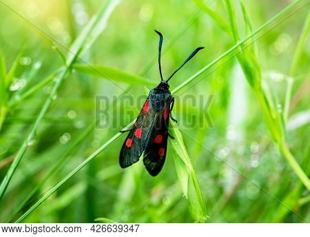 Close Up Five Spot Burnet Moth ((zygaena Filipendulae) On Green Grass, Wildlife Garden Of British Sp