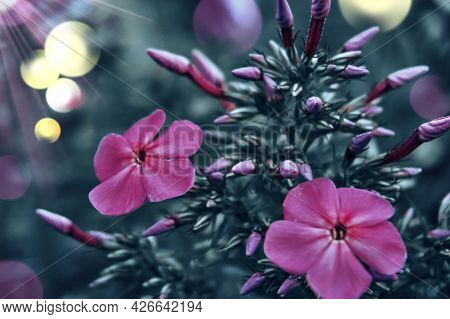 Phlox Flowers Are Purple, Summer Decarative Flowers For Decorating The Estate And Plots, The Floweri